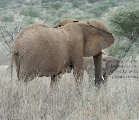 African elephant mother facing her baby