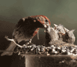 house_finches_