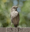 female house finch