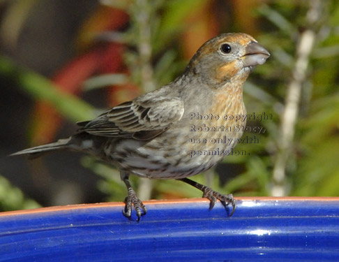 male house finch after drinking from birdbath