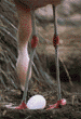 Chilean flamingo with egg