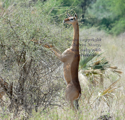 gerenuk eating