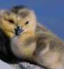 Canada goose goslings