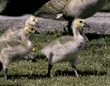 Canada goose goslings