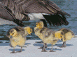Canada goose goslings