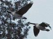 Canada geese