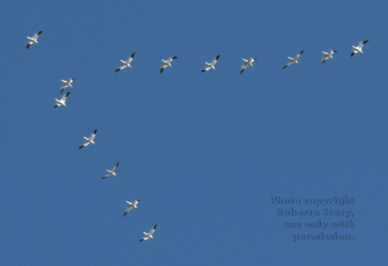 snow geese