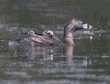 grebe mom & chicks