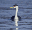 western grebe