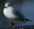 ring-billed gull
