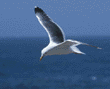 western gull