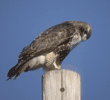 red-tailed hawk