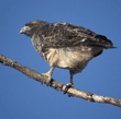 red-tailed hawk
