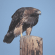 red-tailed hawk