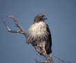 red-tailed hawk