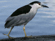 black-crowned night heron