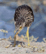 immature black-crowned night heron