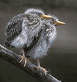 night heron chicks