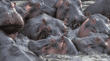 lots of  hippopotamuses Tanzania (East Africa)