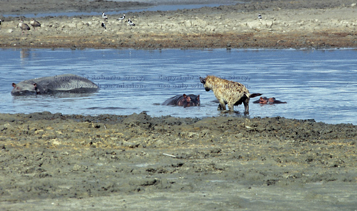 baby hippopotamuses and hyena