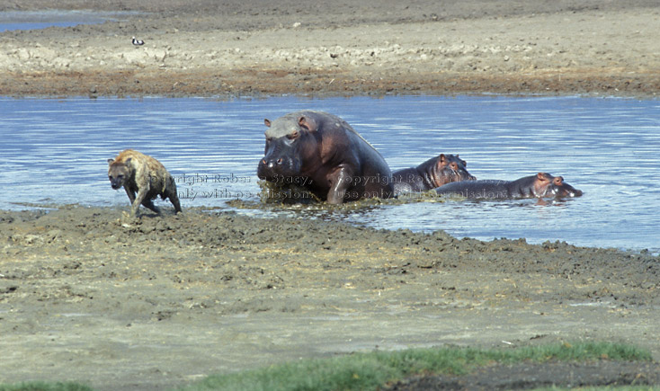 mother hippopotamus chasing hyena away from her babies