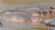 hippos sleeping in river with oxpeckers on their heads and backs