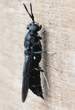 black soldier fly on piece of plywood, side view