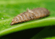 black soldier fly larva