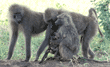 baby baboon & its mother