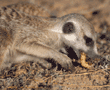 meerkat eating