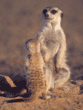 meerkat baby with adult