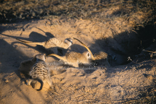 meerkats digging