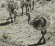 two baby ostriches
