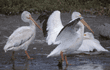 American white pelicans