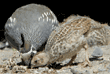 quail father and chick eating