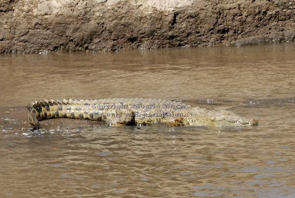 Nile crocodile