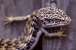 alligator lizard