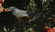 American robin with pyracantha berry in its mouth
