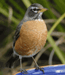American robin standing on birdbath