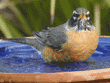 American robin in birdbath