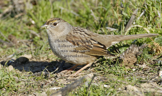 golden-crowned sparrow eating grass