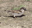 house sparrow