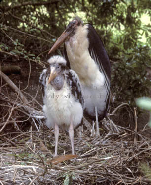young marabou stork with parent