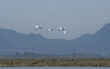 tundra swans