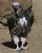 lappet-faced vulture