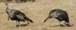 male wild turkeys